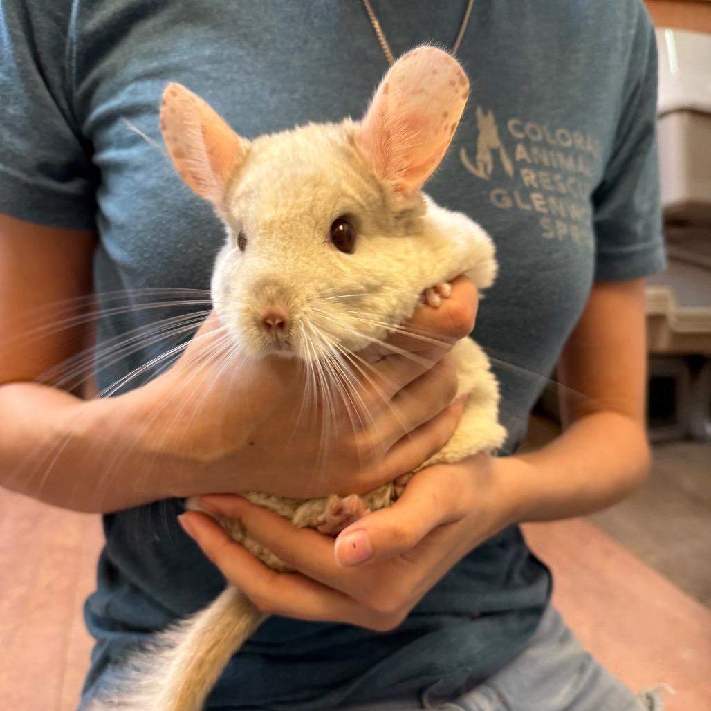 Enlarge Chanel, a Adoptable Chinchilla in Glenwood Springs, CO image 5/5