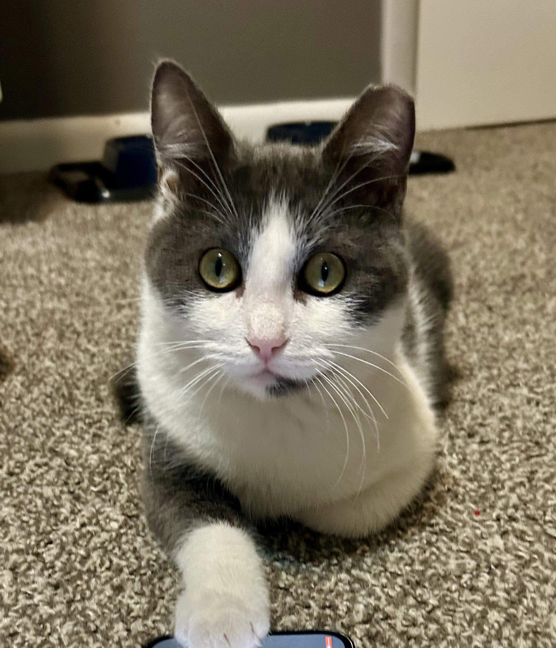 Blizzard & Comet, ADOPTABLE, Kitten Female Domestic Short Hair.