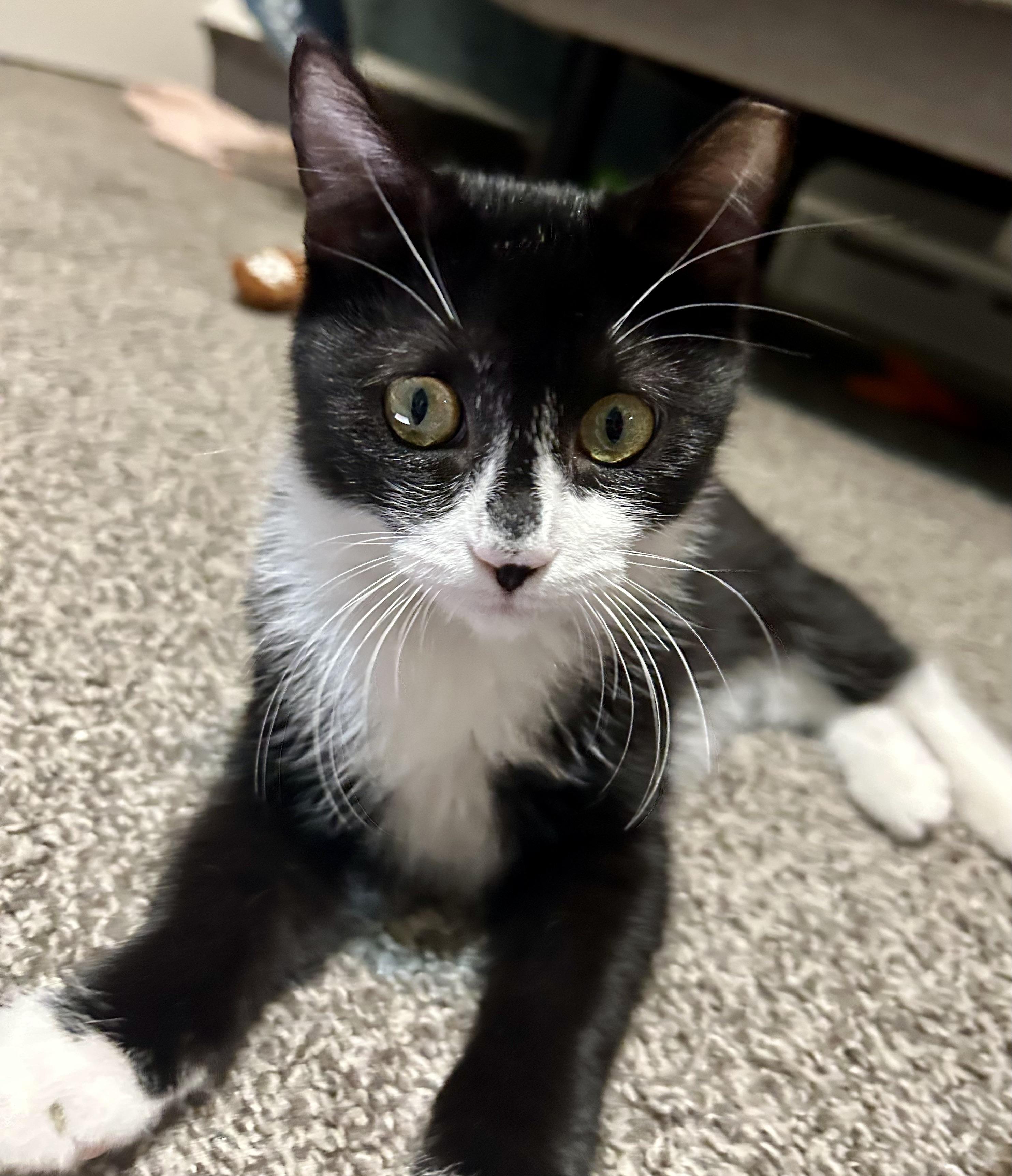 Enlarge Blizzard & Comet, a ADOPTABLE mixed breed in Latham, NY image 2/4