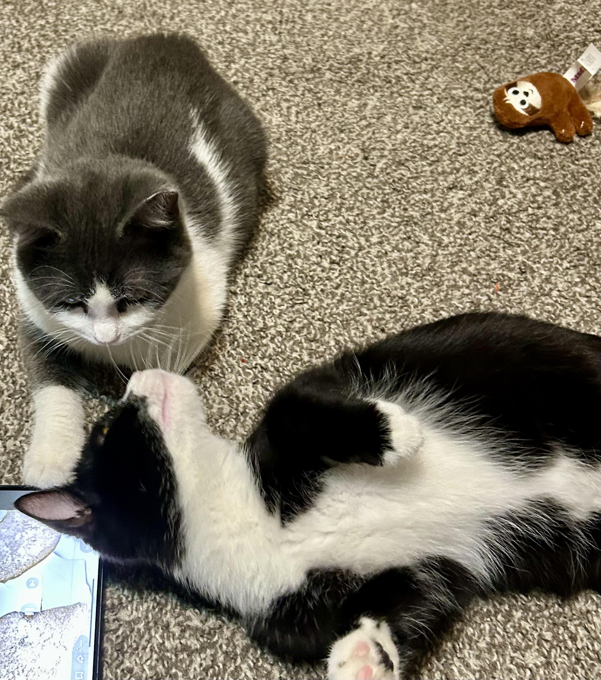 Enlarge Blizzard & Comet, a ADOPTABLE mixed breed in Latham, NY image 3/4