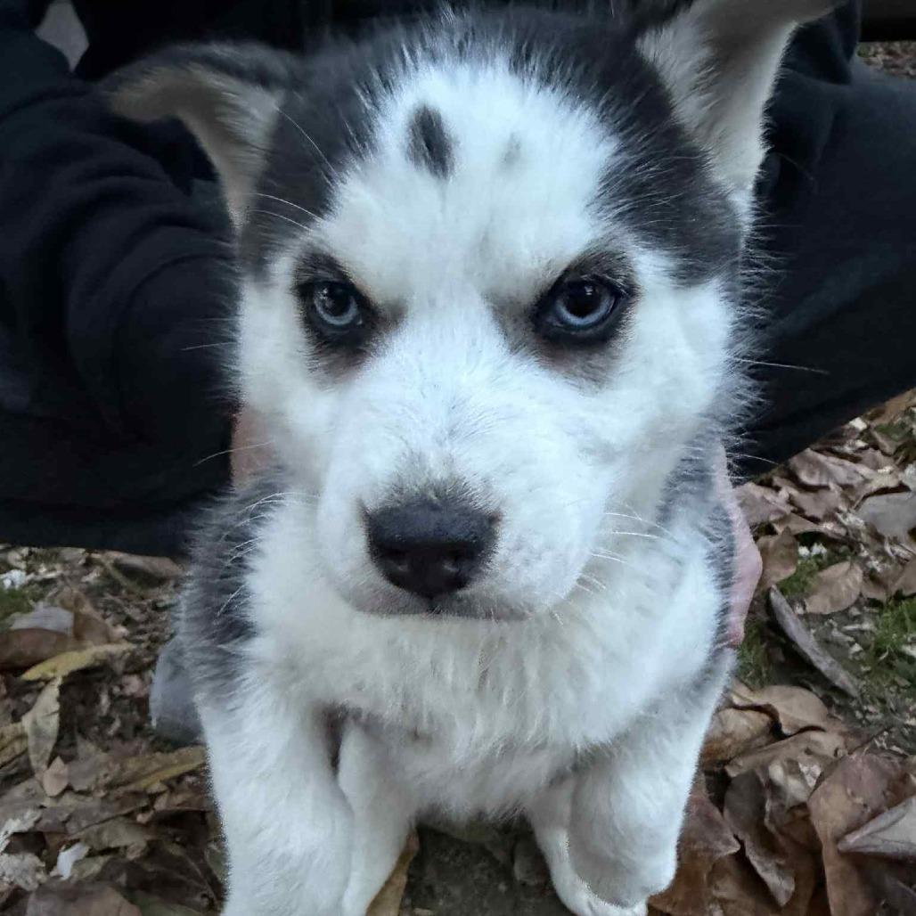 Grace, Adoptable, Puppy Female Husky.