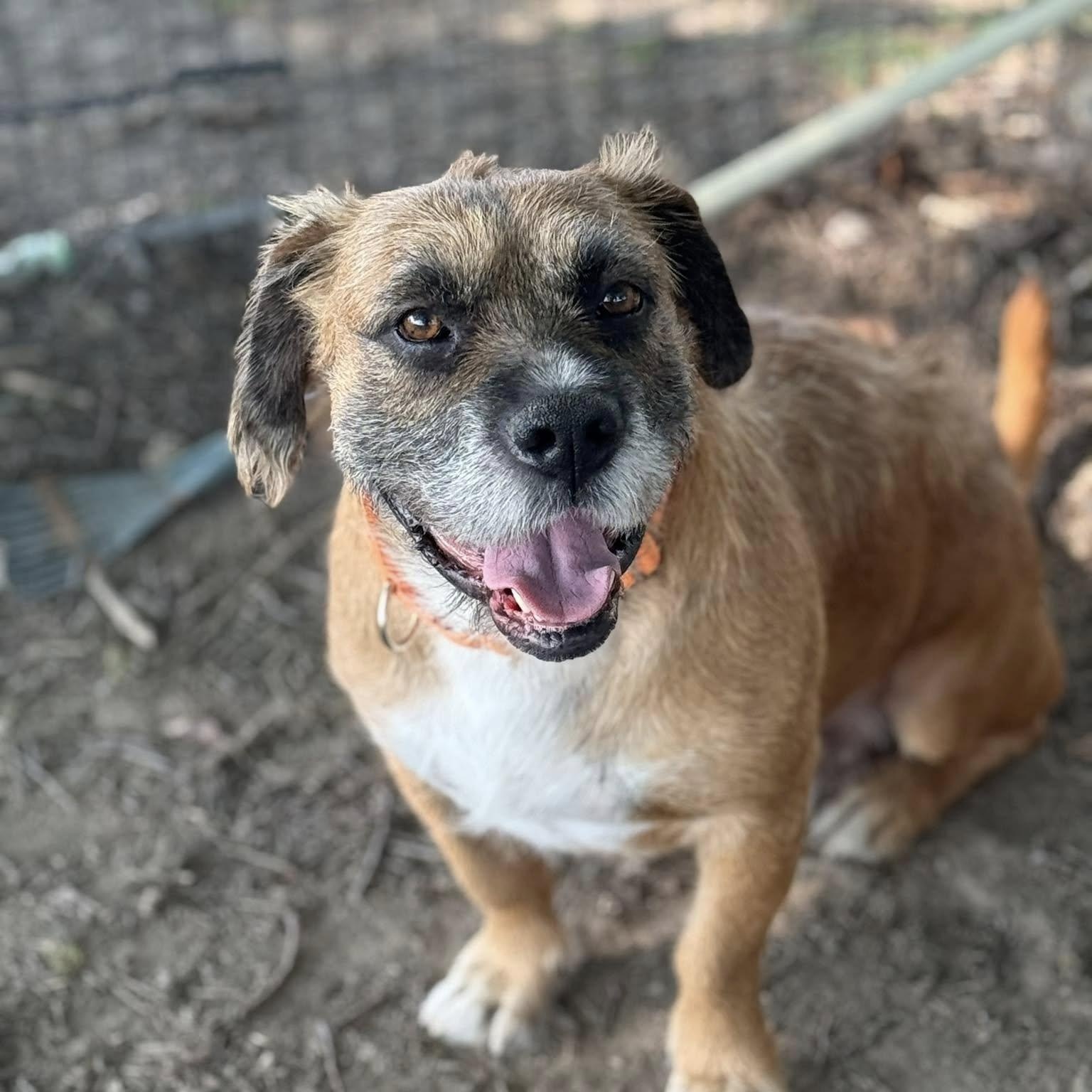 Enlarge Roscoe Jive, a Adoptable mixed breed in Plainfield, IL image 2/4