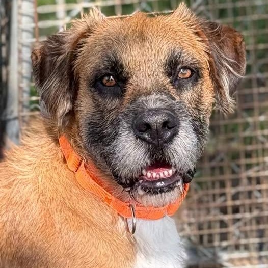 Enlarge Roscoe Jive, a Adoptable mixed breed in Plainfield, IL image 4/4