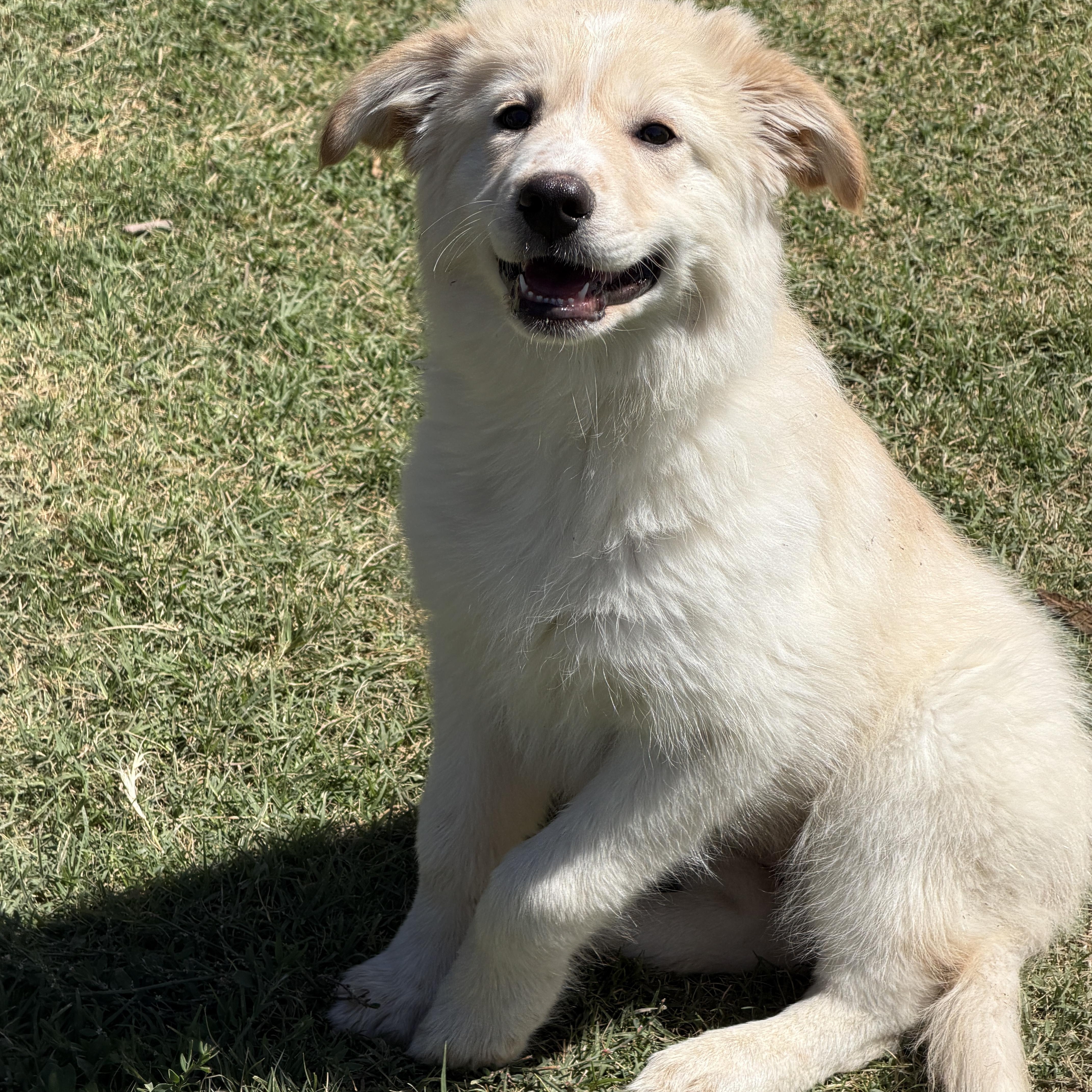 Enlarge Angel, an adopted mixed breed in Gilbert, AZ image 2/4