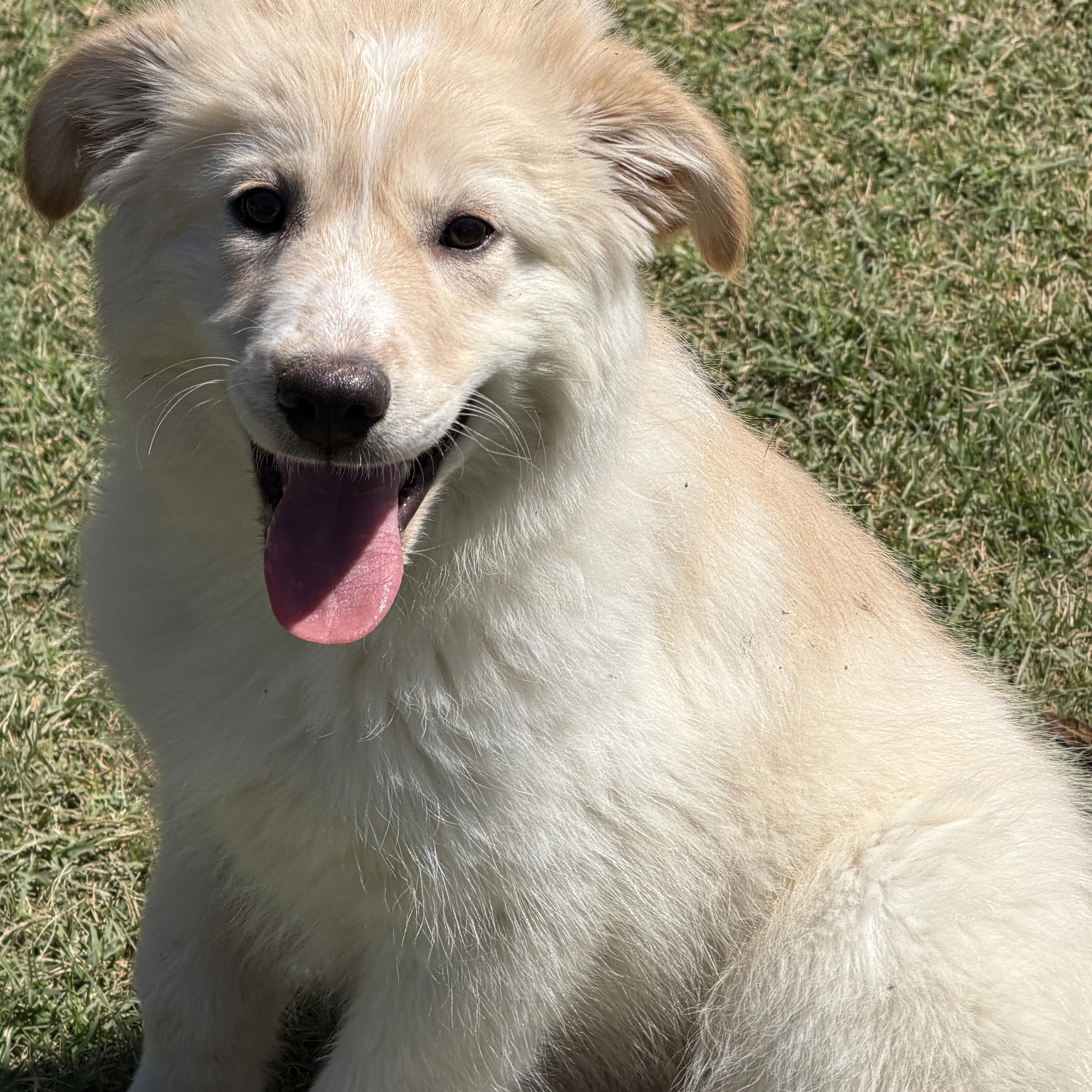 Angel, adopted, Puppy Female Great Pyrenees & Labrador Retriever.
