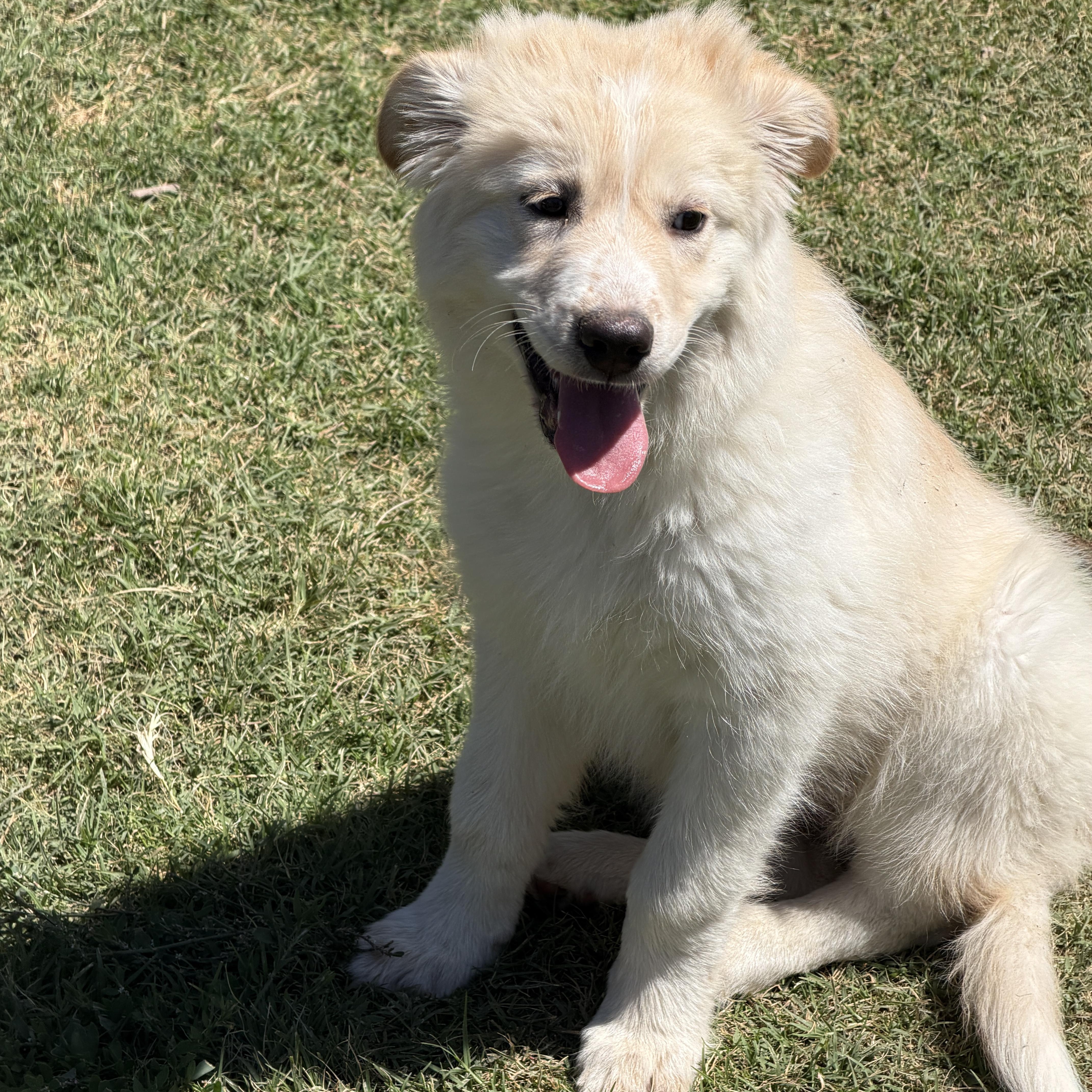Enlarge Angel, an adopted mixed breed in Gilbert, AZ image 3/4