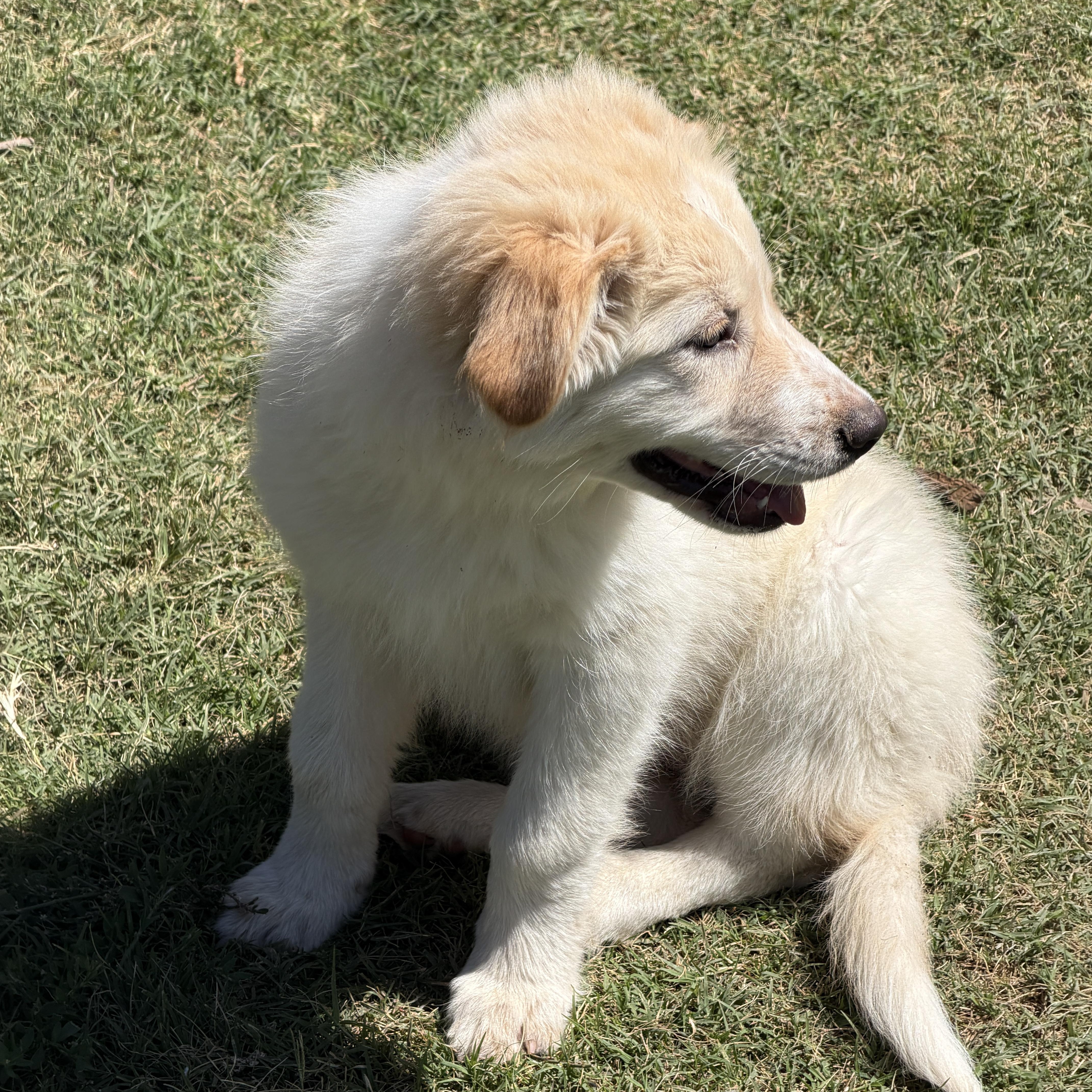 Enlarge Angel, an adopted mixed breed in Gilbert, AZ image 4/4
