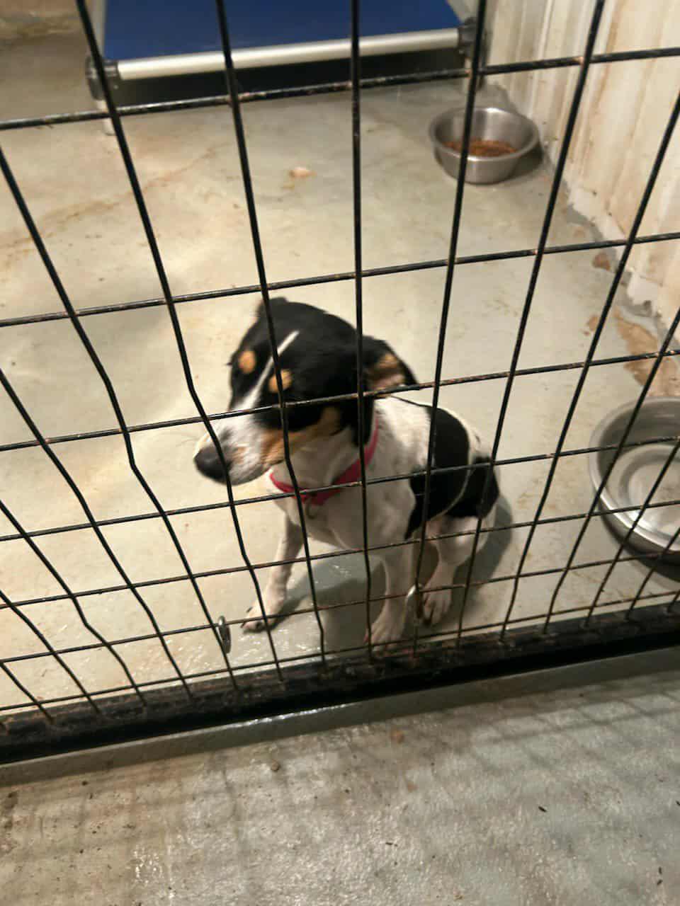 Jackie, an adopted Jack Russell Terrier in Kyle, TX image 3/3