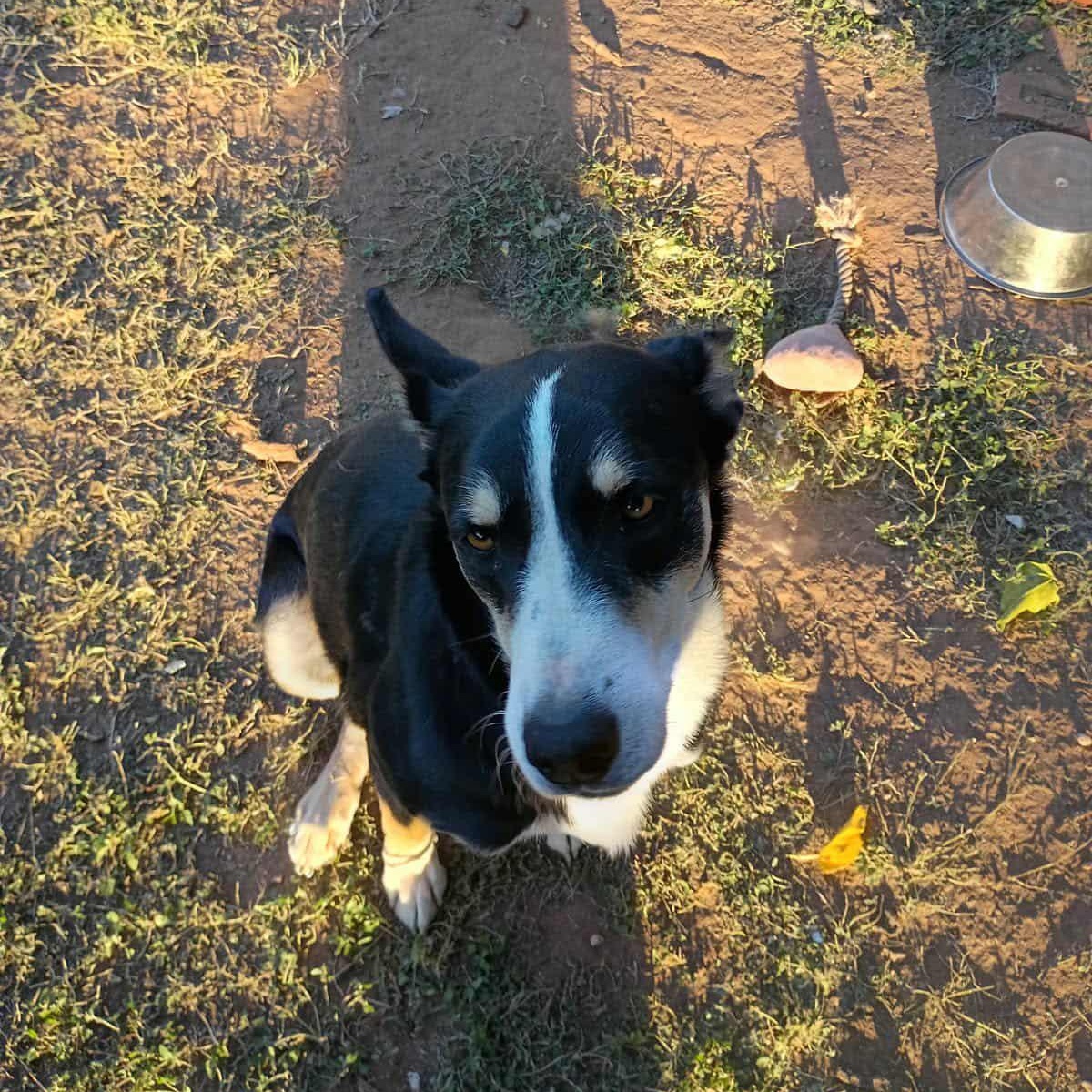 Jackie, an adopted Jack Russell Terrier in Kyle, TX image 2/3