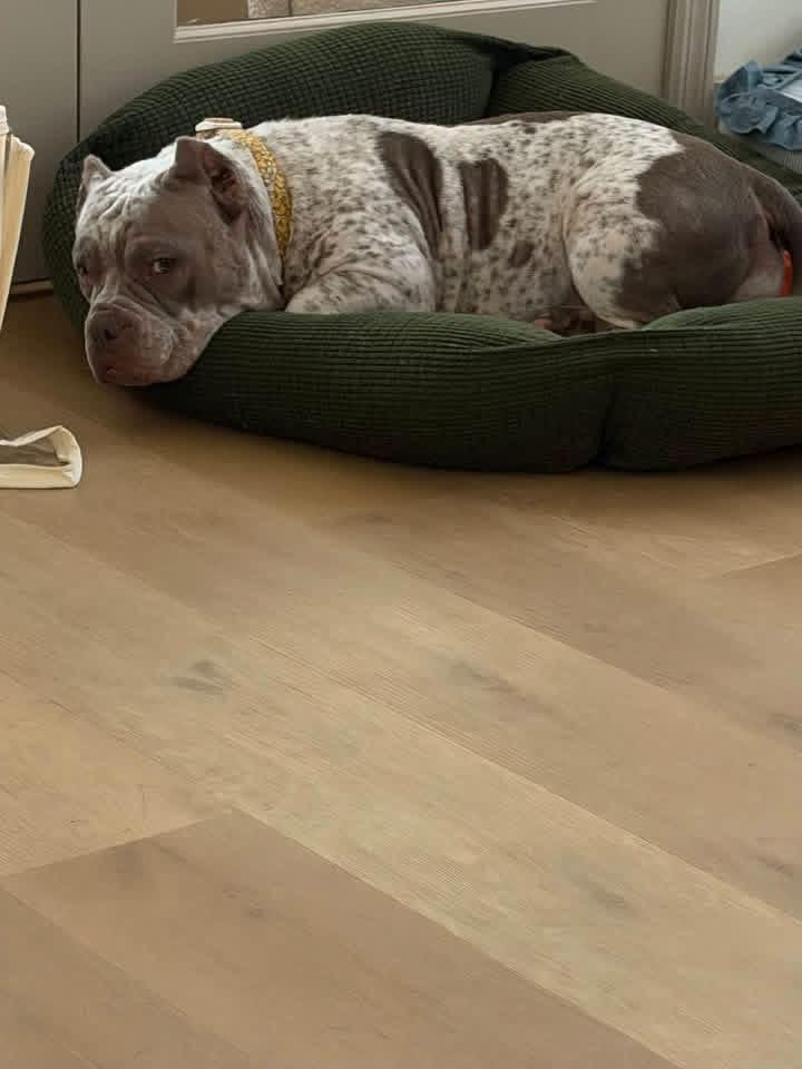 Enlarge Opal, a Adoptable Bulldog in Lutz, FL image 2/2