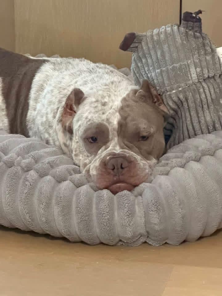 Enlarge Opal, a Adoptable Bulldog in Lutz, FL image 1/2