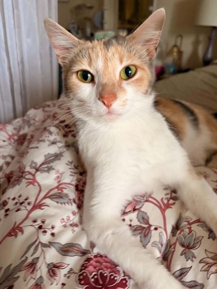Ginger, Adoptable, Adult Female Domestic Short Hair.