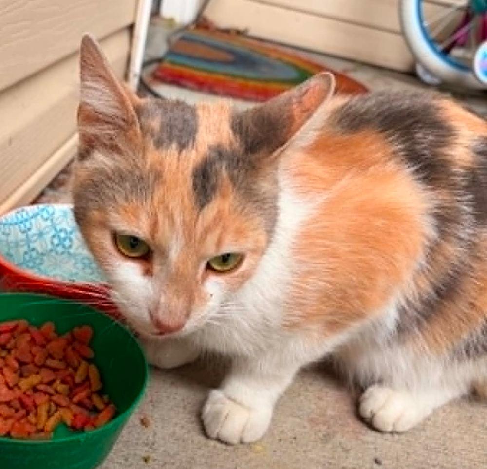 Ginger, a Adoptable mixed breed in South Bend, IN image 2/6