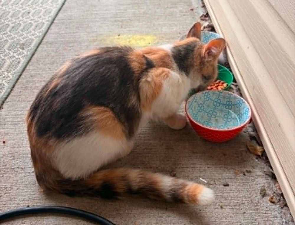 Ginger, a Adoptable mixed breed in South Bend, IN image 3/6