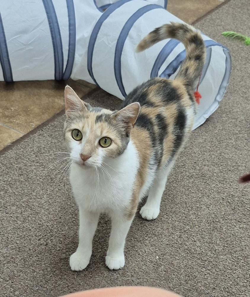 Ginger, a Adoptable mixed breed in South Bend, IN image 5/6