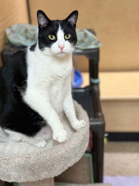 Dulce de Leche, a Adoptable Domestic Short Hair in Mission Viejo, CA image 2/3