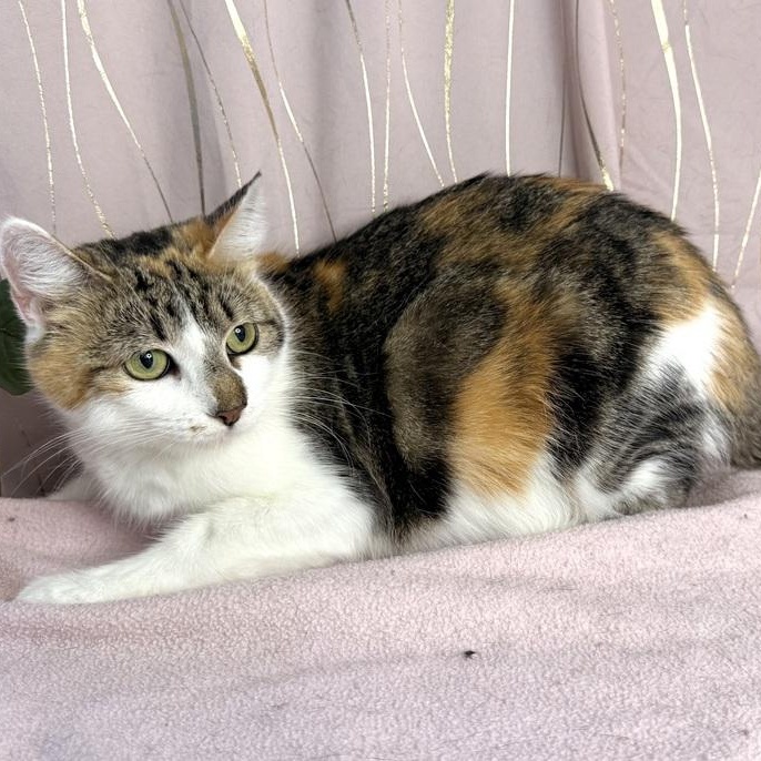 Calista, Adoptable, Young Female Calico.