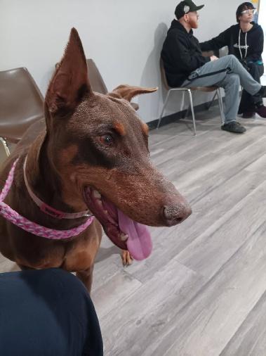 Dottie, Adoptable, Adult Female Doberman Pinscher.