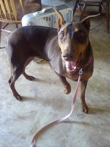 Enlarge Dottie, a Adoptable Doberman Pinscher in Saint Charles, MO image 2/2