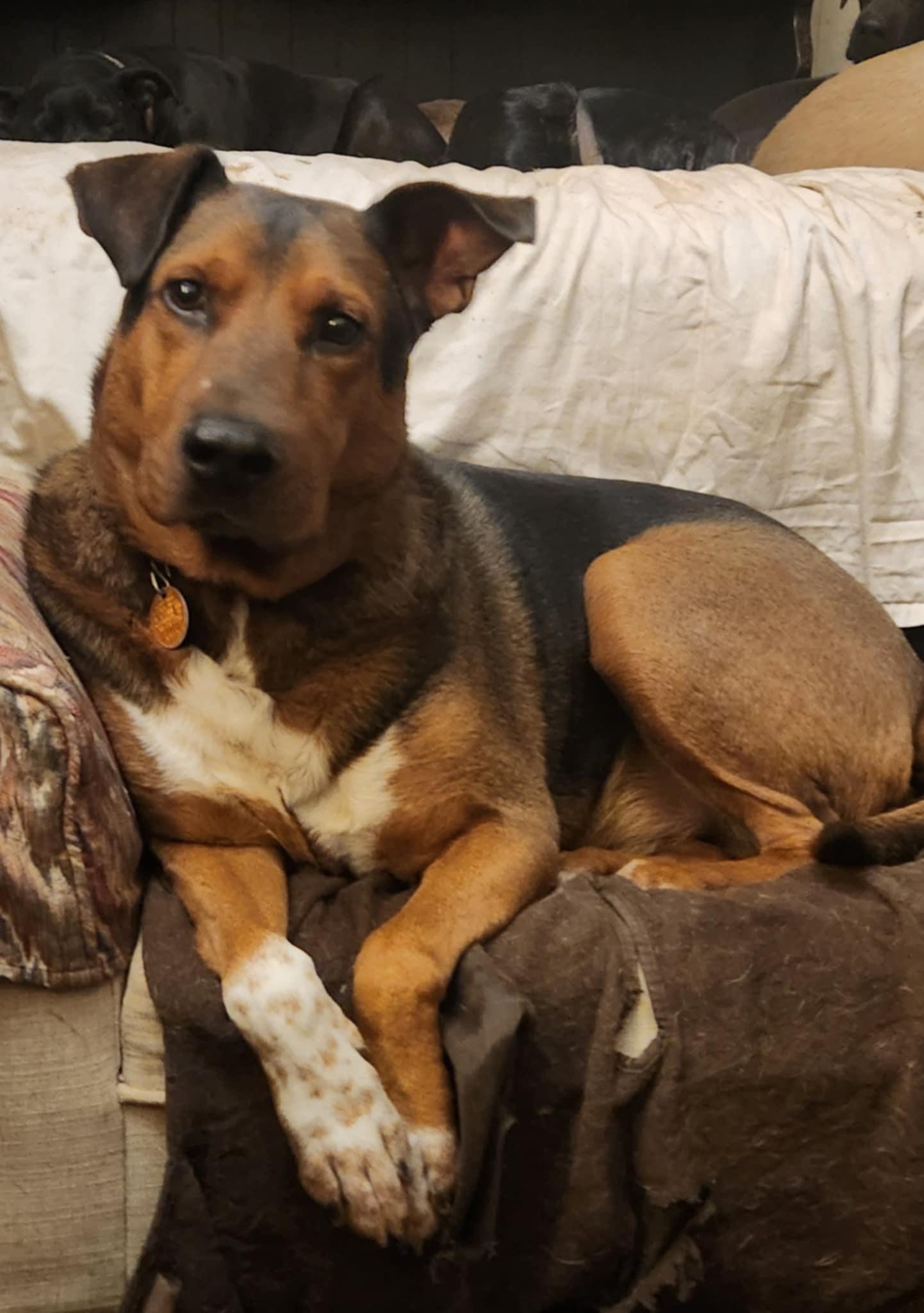 Enlarge Aspen, a Adoptable mixed breed in Six Mile, SC image 1/1