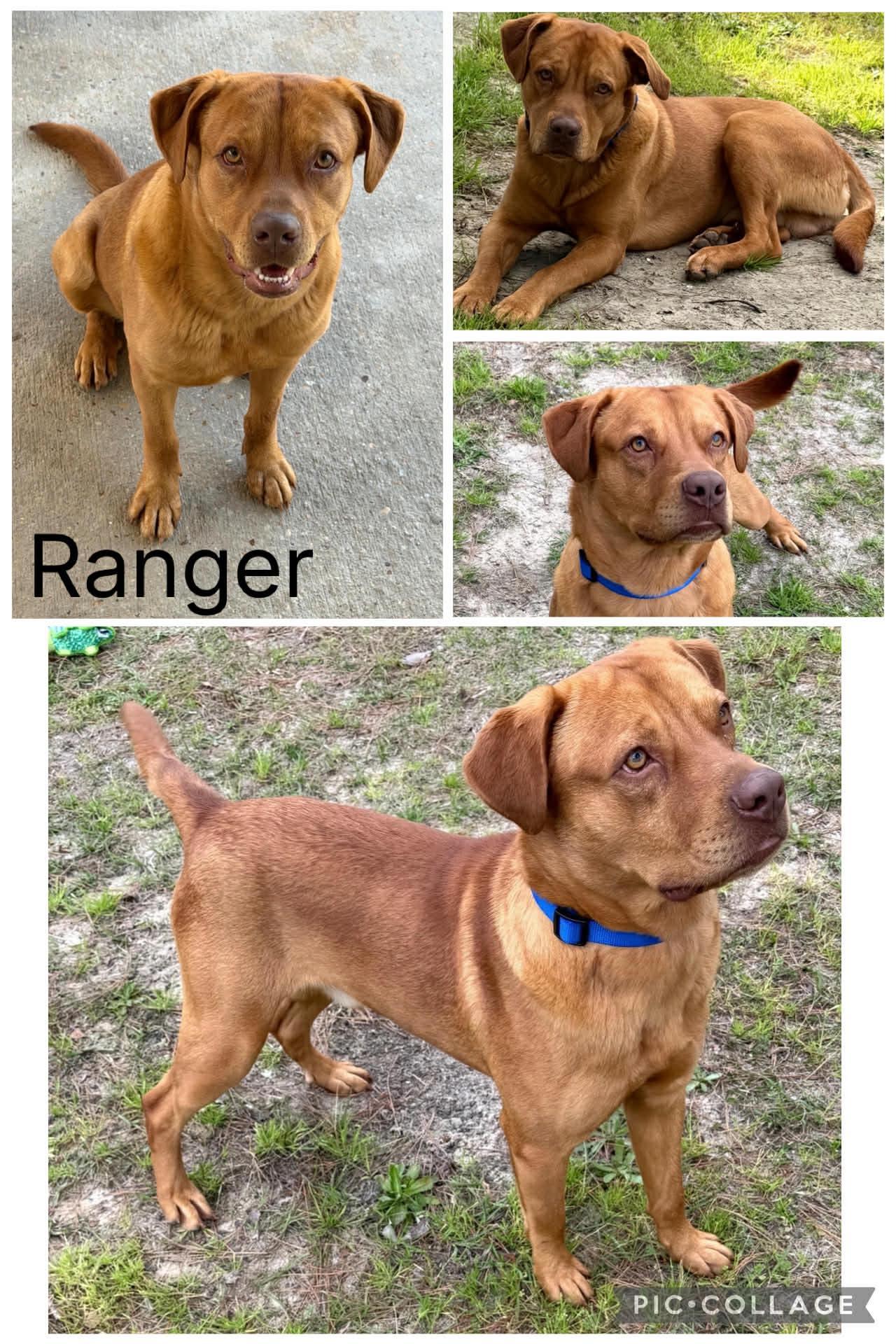 Enlarge Ranger, a ADOPTABLE Labrador Retriever in Enterprise, AL image 1/1