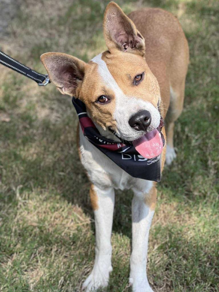 Lance, Adoptable, Young Male Hound & Shepherd.