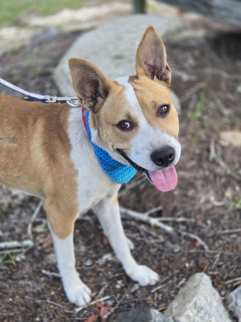 Lance, Adoptable, Young Male Hound & Shepherd.