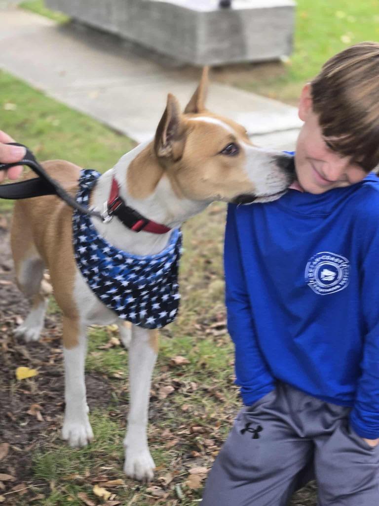 Lance, a Adoptable mixed breed in Hartsville, SC image 3/6