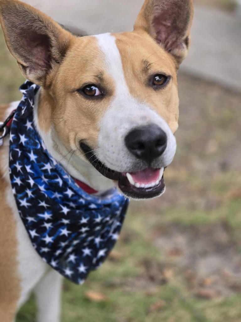 Lance, a Adoptable mixed breed in Hartsville, SC image 4/6