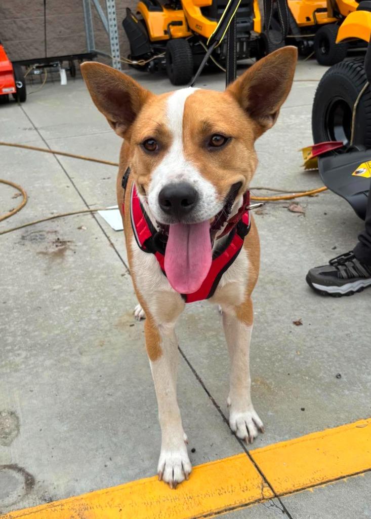 Enlarge Lance, a Adoptable mixed breed in Hartsville, SC image 4/6