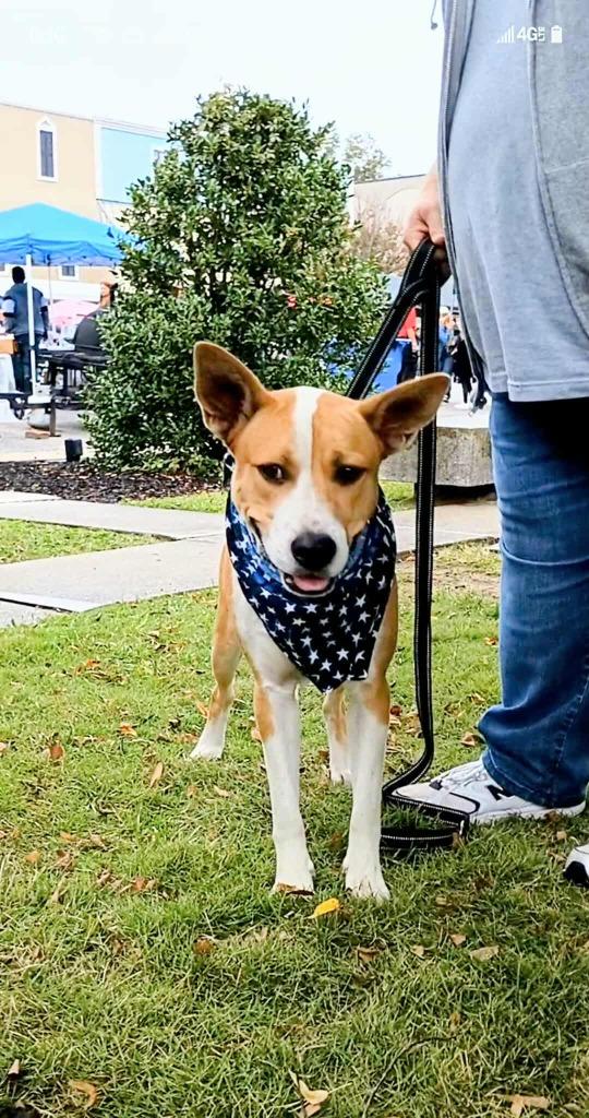 Enlarge Lance, a Adoptable mixed breed in Hartsville, SC image 2/6