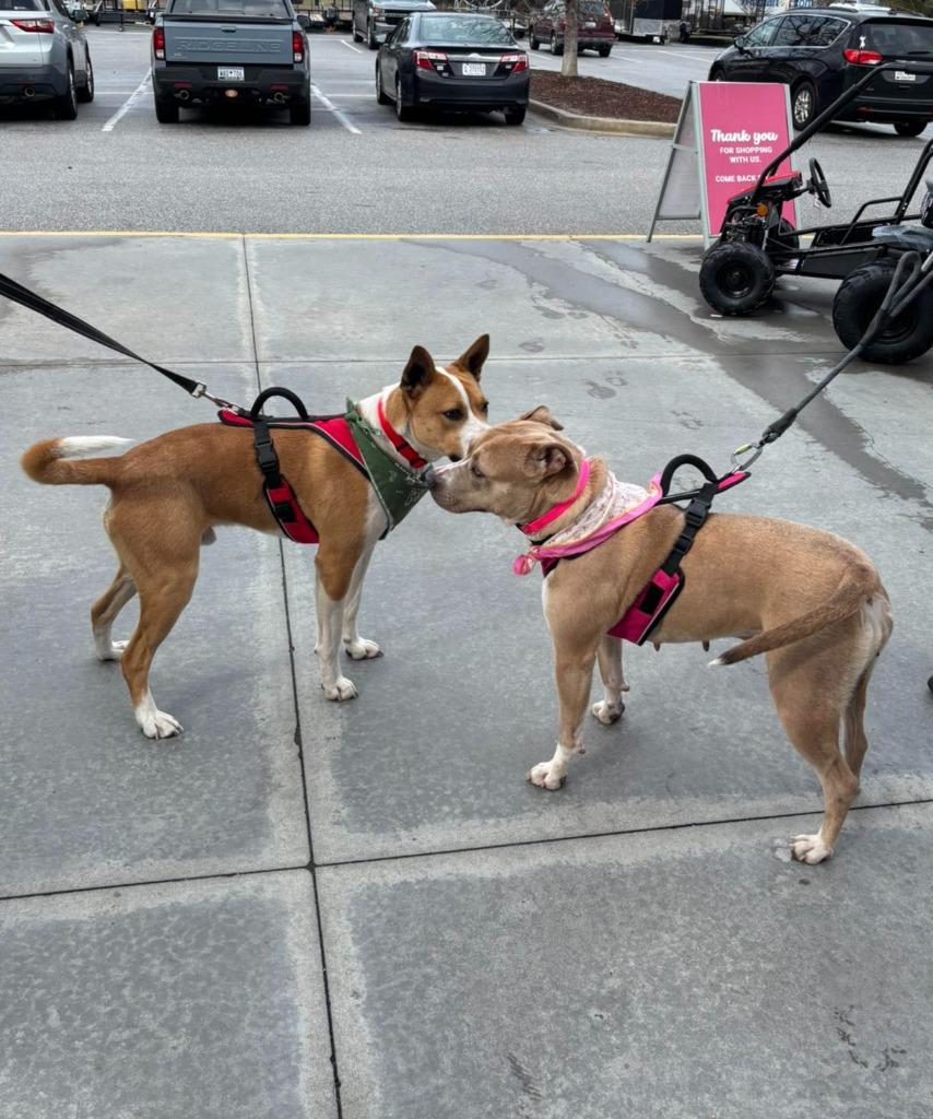 Lance, a Adoptable mixed breed in Hartsville, SC image 5/6