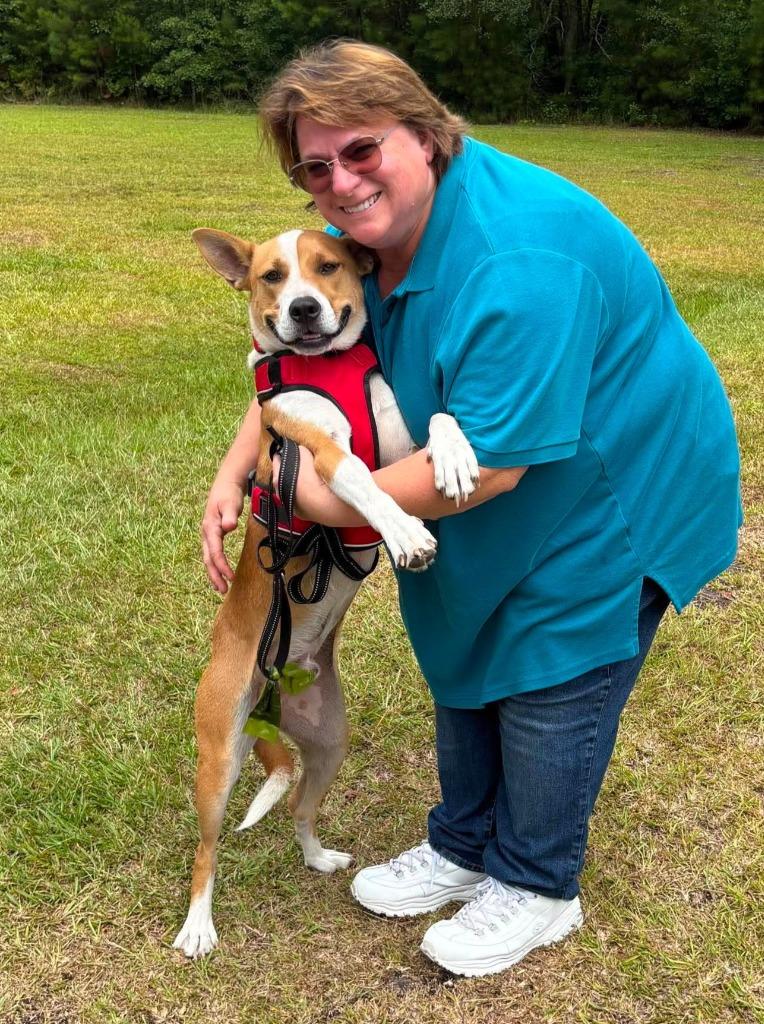 Lance, a Adoptable mixed breed in Hartsville, SC image 4/6