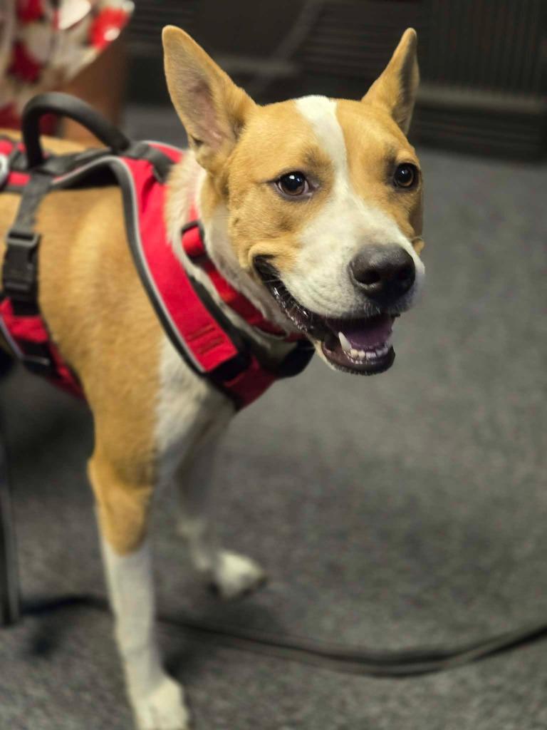 Lance, a Adoptable mixed breed in Hartsville, SC image 5/6
