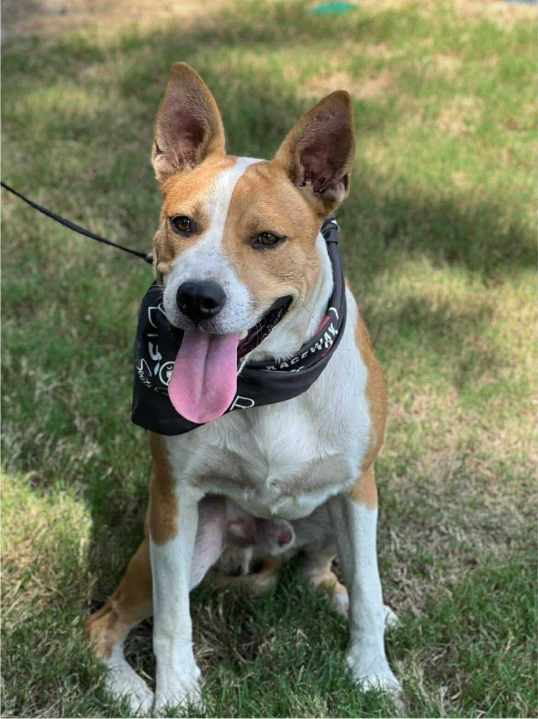 Enlarge Lance, a Adoptable mixed breed in Hartsville, SC image 6/6