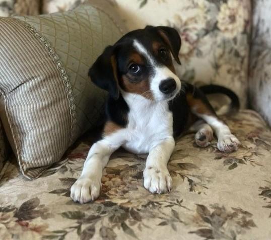 Enlarge Sylvia, a Adopted mixed breed in Flower Mound, TX image 1/3