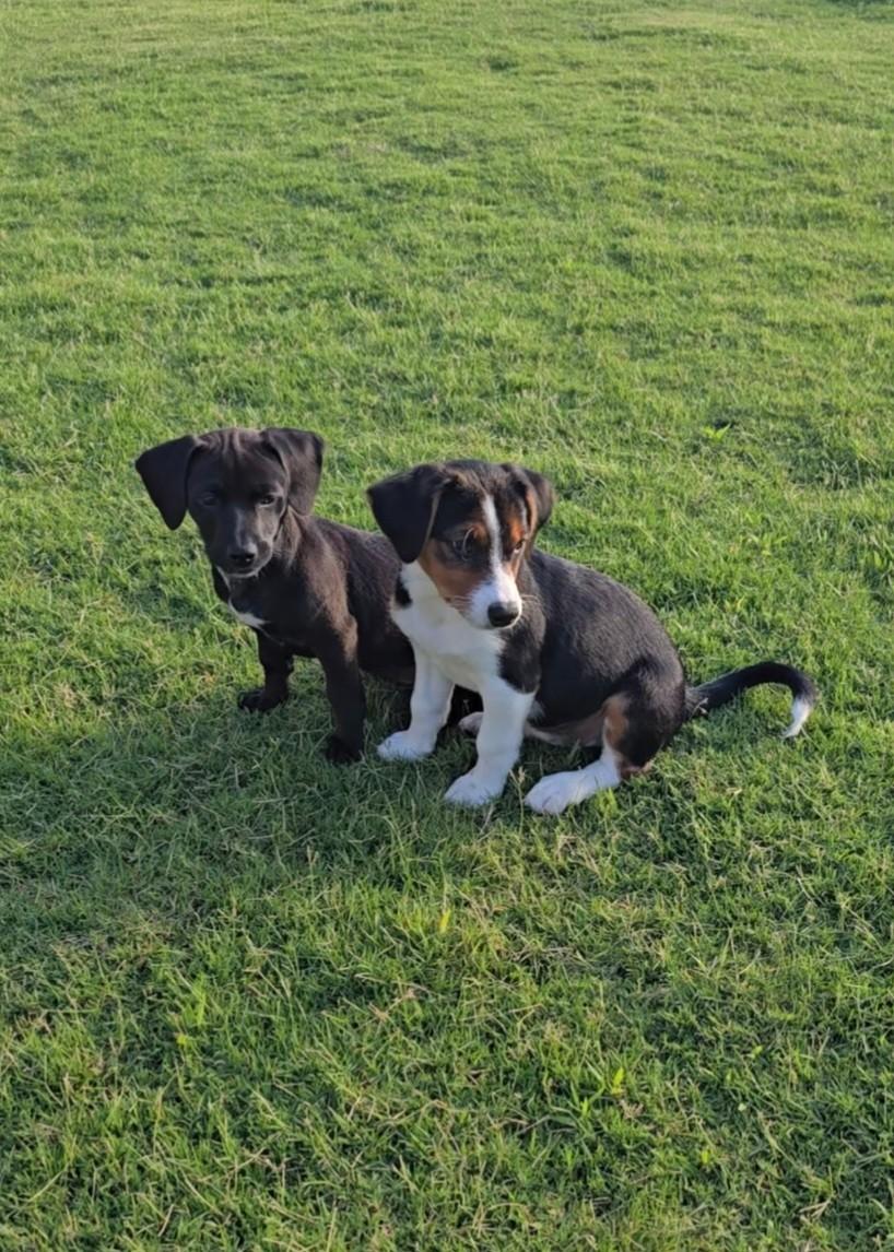 Enlarge Sylvia, a Adopted mixed breed in Flower Mound, TX image 2/3