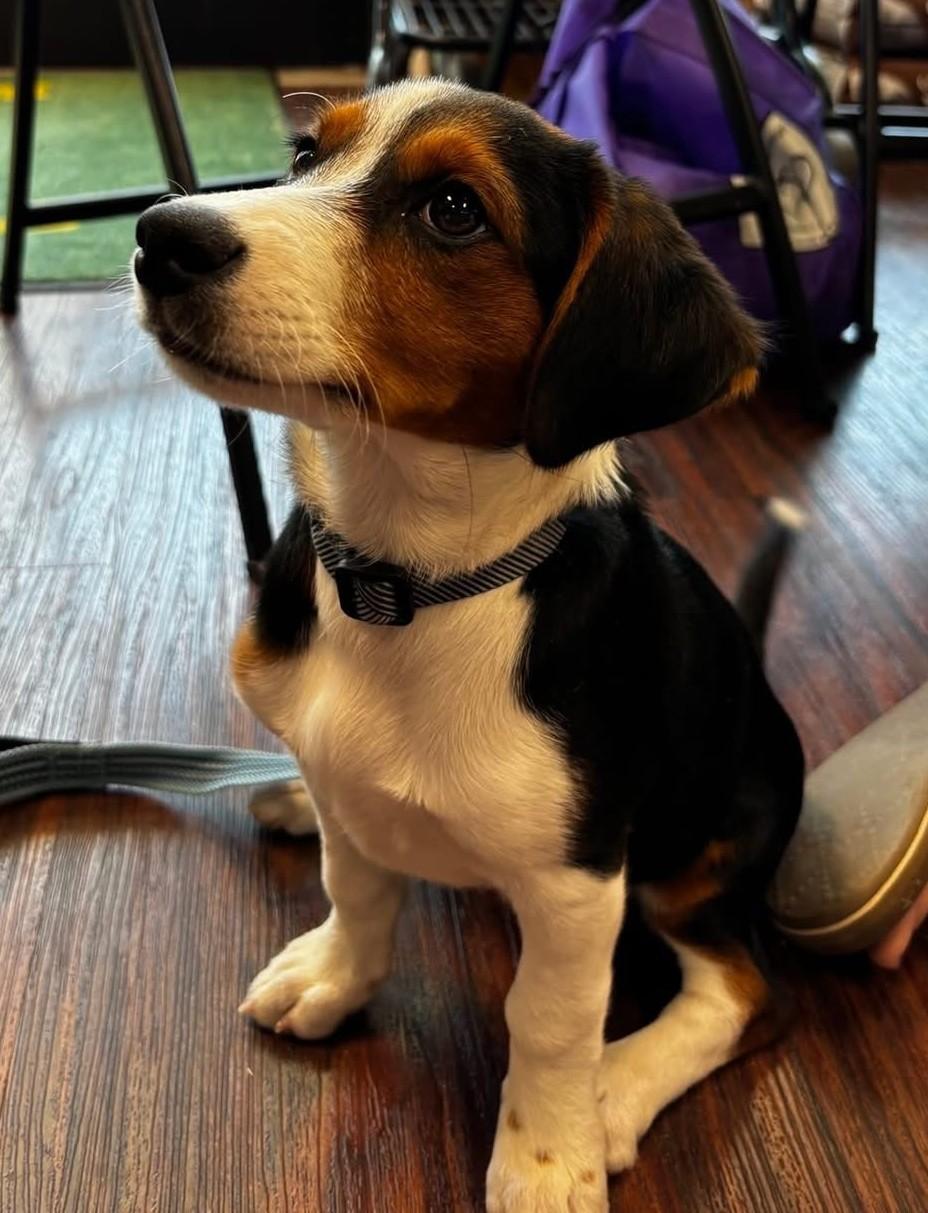 Enlarge Sylvia, a Adopted mixed breed in Flower Mound, TX image 3/3