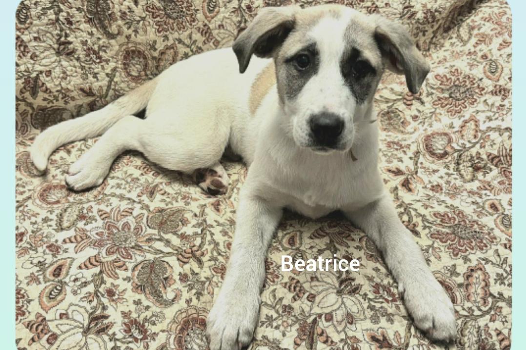 Beatrice ( Orlando Fl), ADOPTABLE, Puppy Female Great Pyrenees & German Shepherd Dog.
