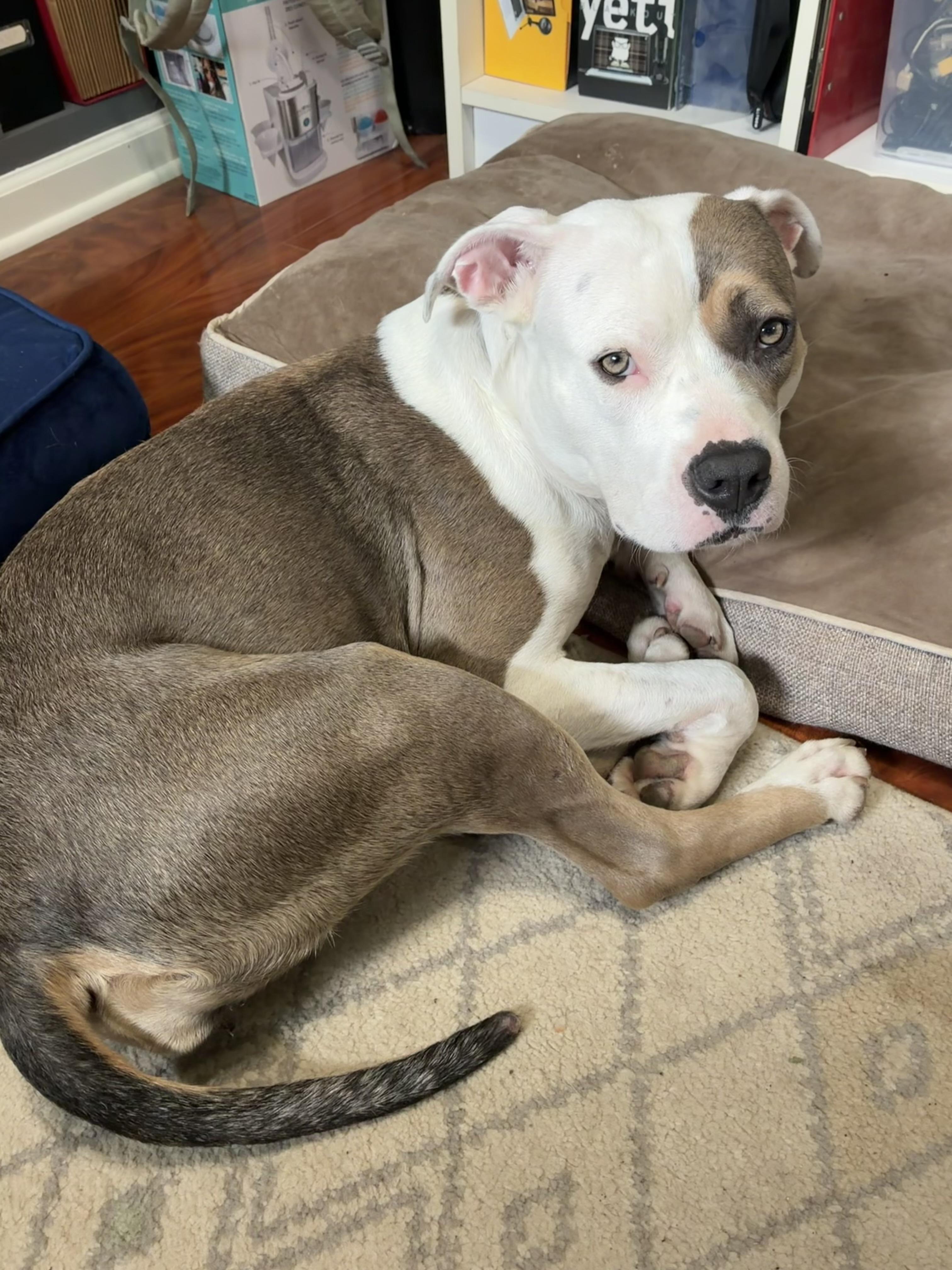 Enlarge Ida, a Adoptable mixed breed in Pleasant Ridge, MI image 1/5