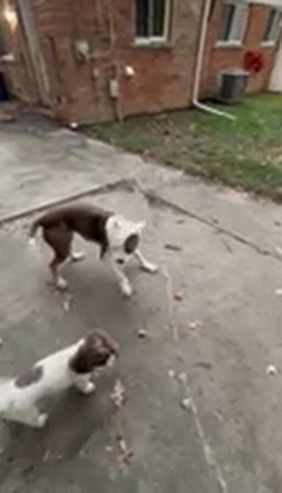 Enlarge Ida, a Adoptable mixed breed in Pleasant Ridge, MI video 5/5