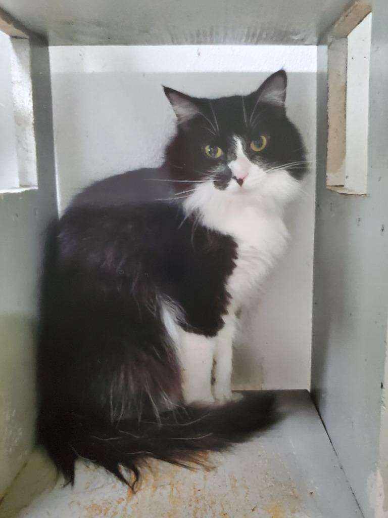 Paris, Adoptable, Adult Female Domestic Long Hair.