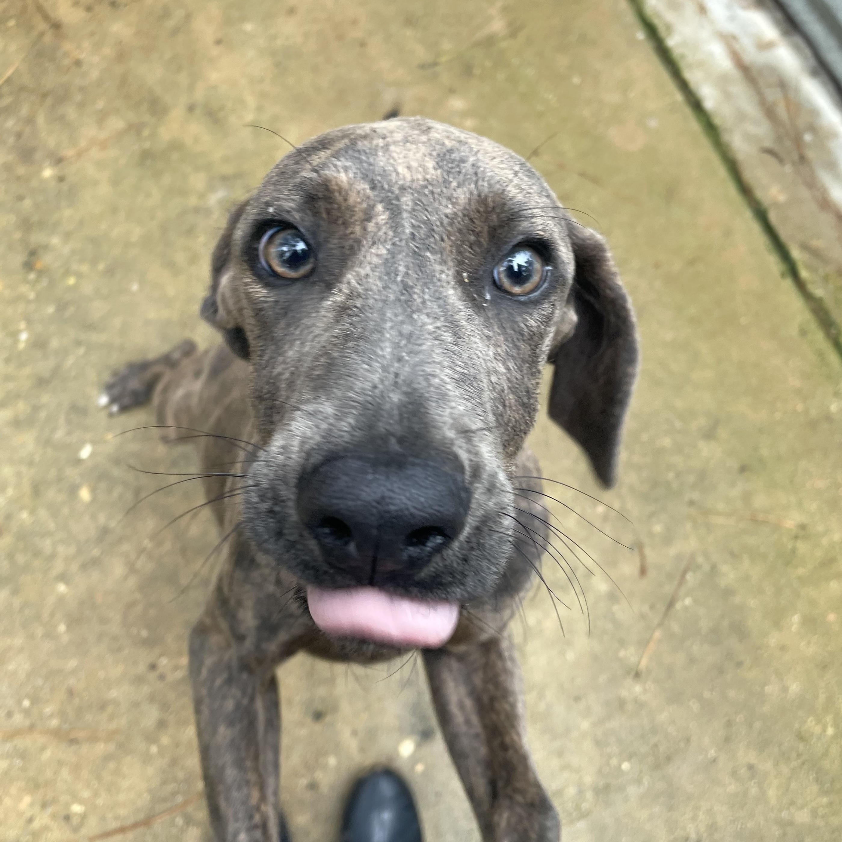 Sawyer, a ADOPTABLE Plott Hound in Ruston, LA image 3/3