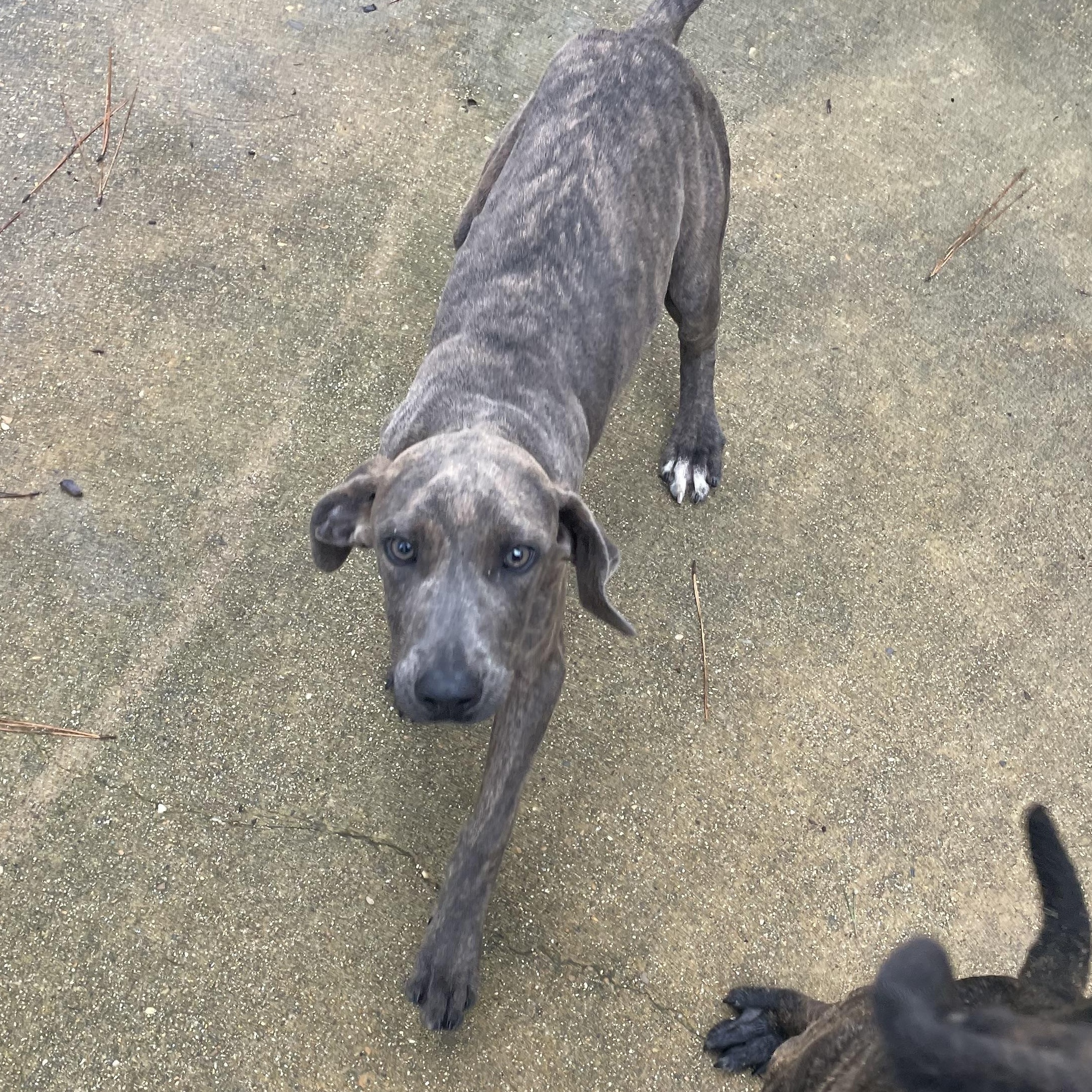 Sawyer, a ADOPTABLE Plott Hound in Ruston, LA image 2/3
