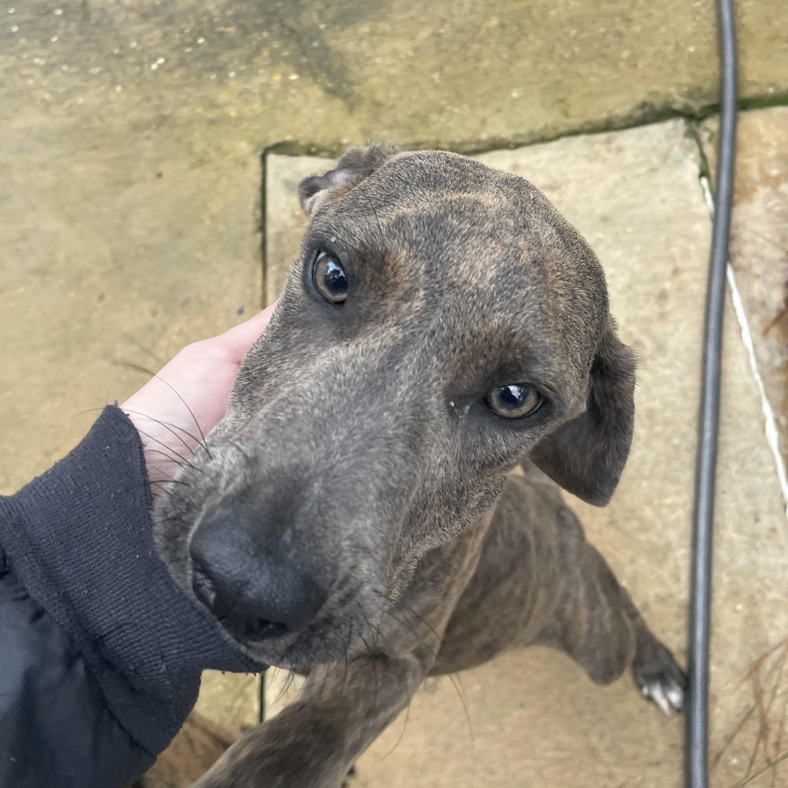 Sawyer, ADOPTABLE, Young Male Plott Hound.