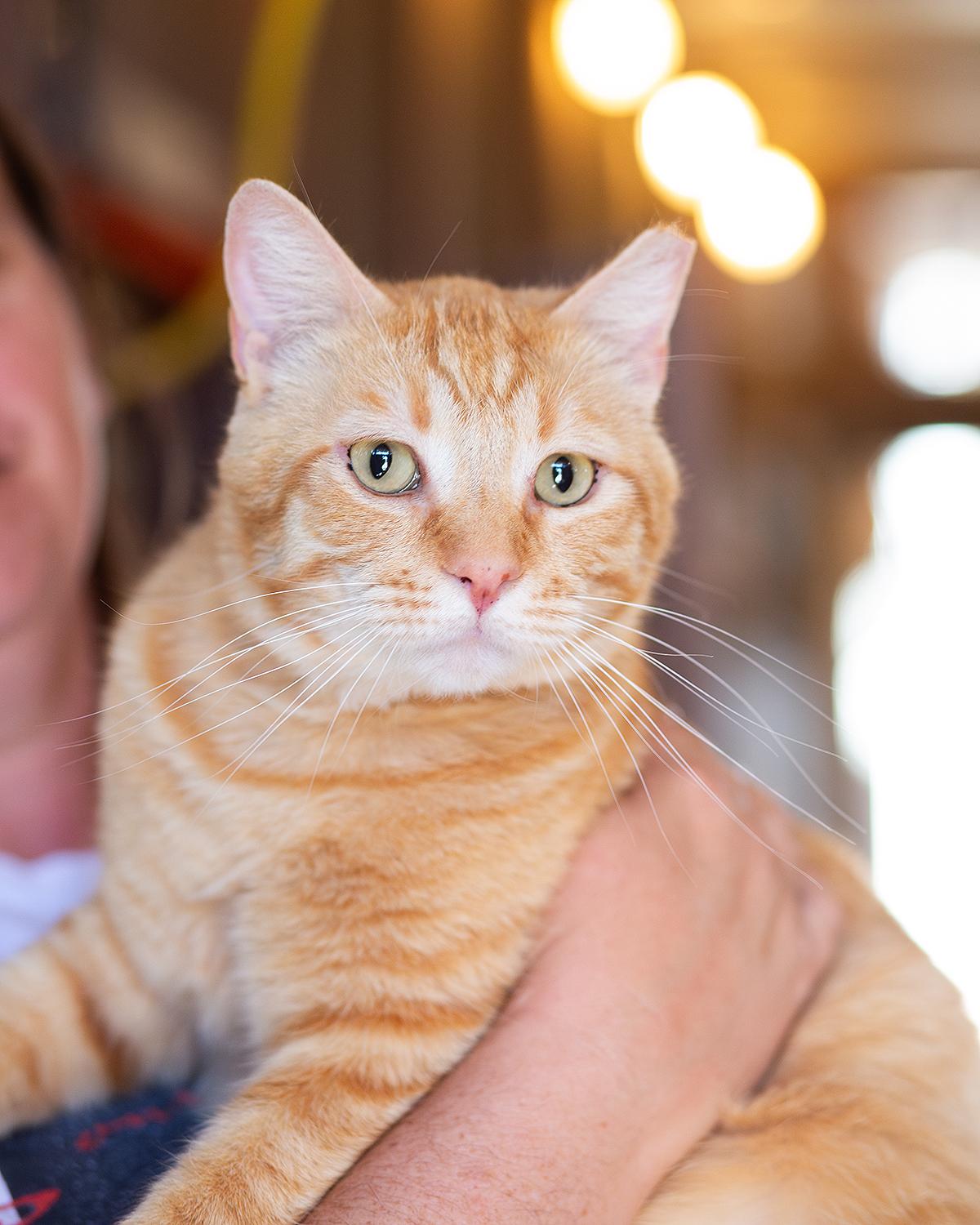 DJ, Adoptable, Adult Male Domestic Short Hair.