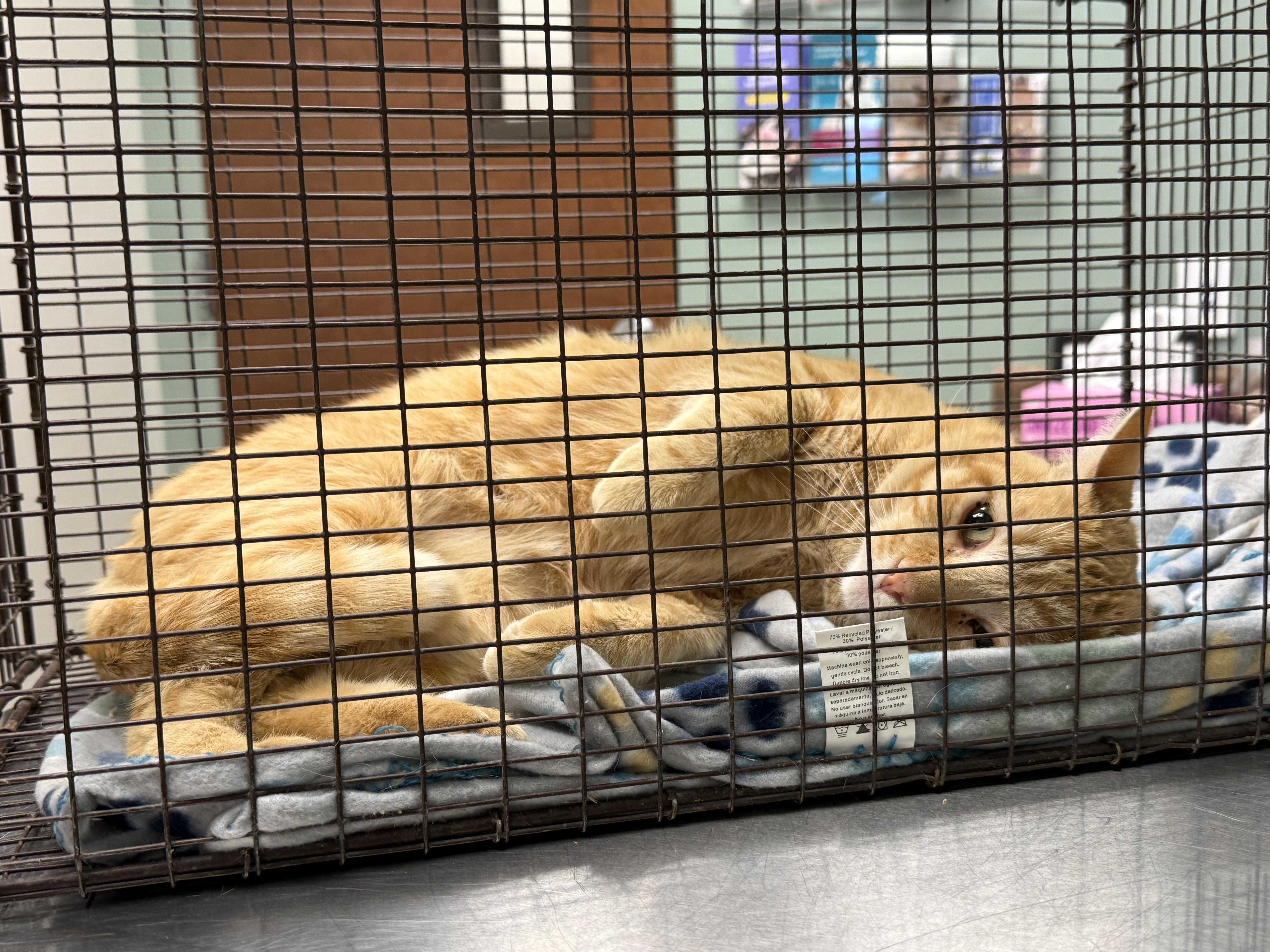 Enlarge DJ, a Adoptable Domestic Short Hair in Marana, AZ image 2/2