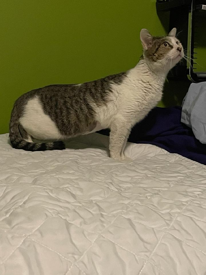 Cleo, Adoptable, Adult Female Domestic Short Hair.