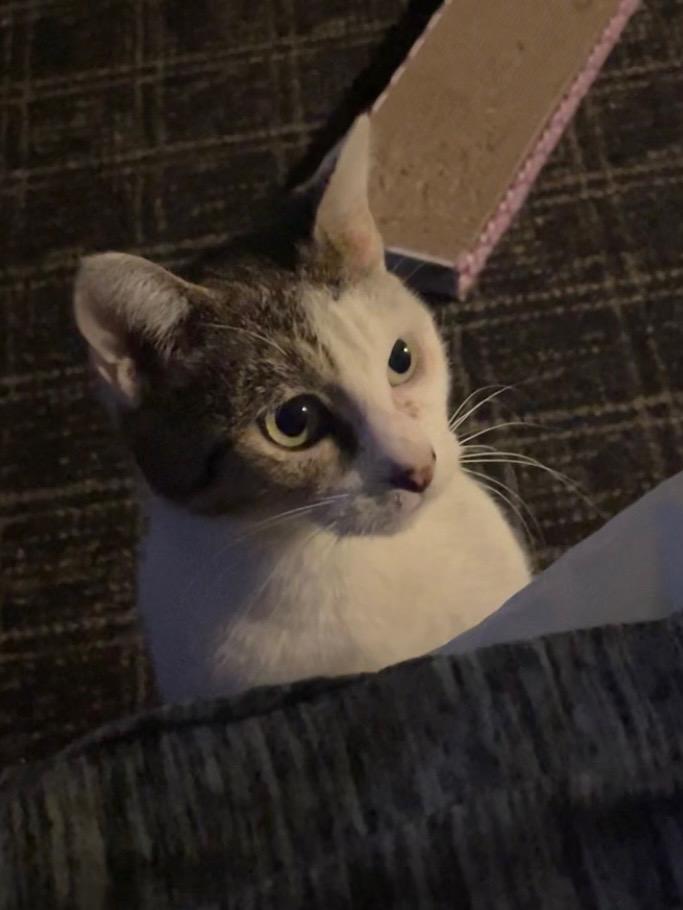 Enlarge Cleo, a Adoptable Domestic Short Hair in Lauderhill, FL image 2/4