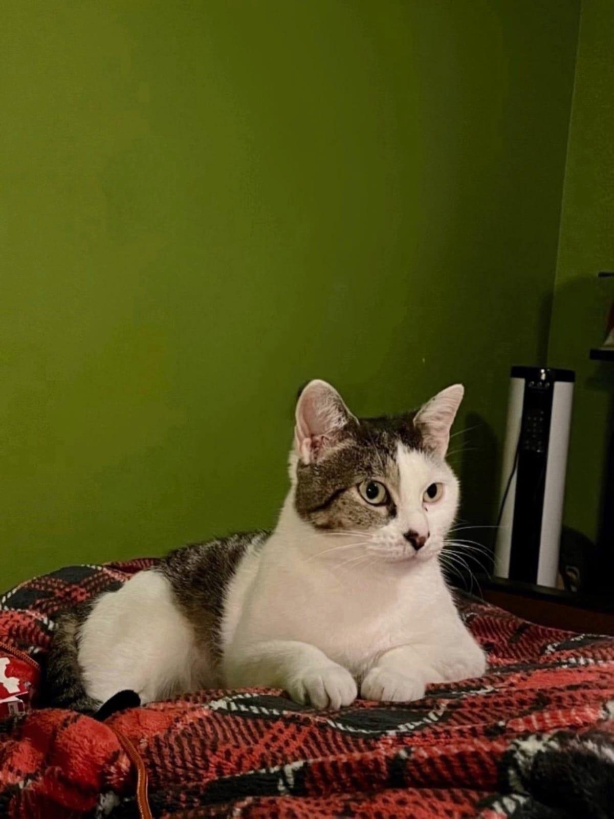 Enlarge Cleo, a Adoptable Domestic Short Hair in Lauderhill, FL image 3/4